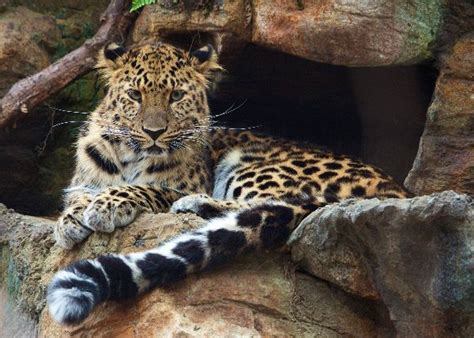 New At The Beardsley Zoo Beardsley Zoo Amur Leopard