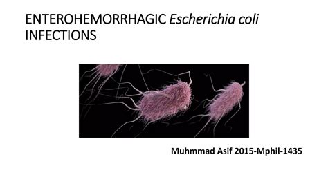 Enterohemorrhagic Escherichia Coli Infections Ppt