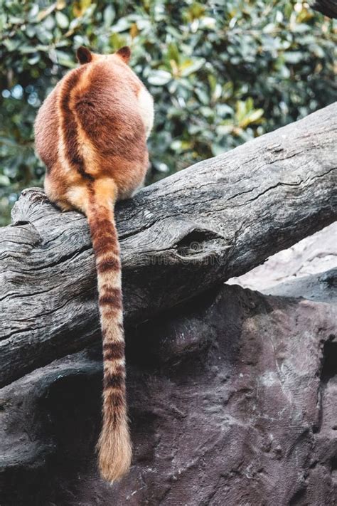 Tree kangaroo on tree stock image. Image of kangaroo - 155926955