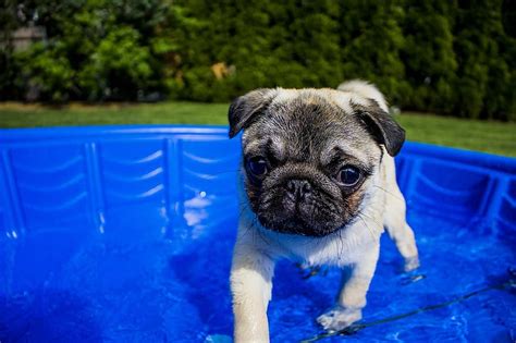 Swimming Puppy Summer Dog Funny Animal Water Pet Fun Pool