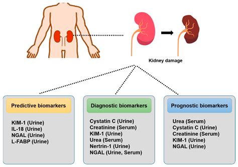 Currently Used Methods to Evaluate the Efficacy of Therapeutic Drugs