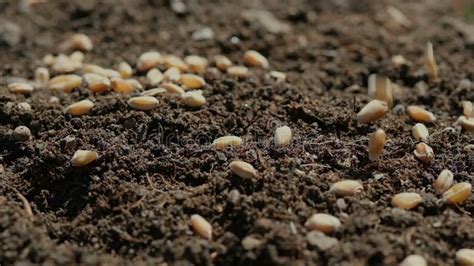 Wheat Seeds Falling On Ground While Farmer Sprouting On Agricultural Field Stock Video Video