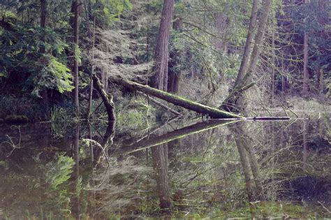 Images Gratuites Arbre La Nature Marais R Gion Sauvage Piste