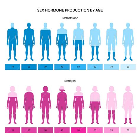 Premium Vector Estrogen And Testosterone Level Color Chart Sex