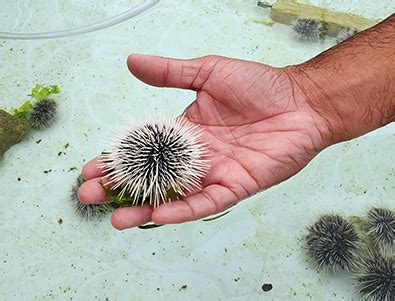 Charting A Course For Coral Conservation Lessons Learned From The U S