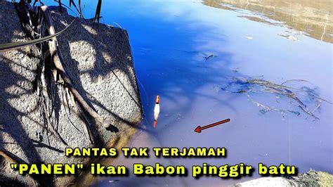 Spot Baru Ternyata Ada Ikan Mas Babonnya Mancing Ikan Nila Youtube