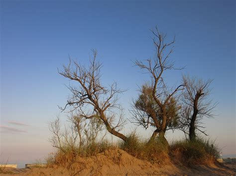 Free Images Beach Landscape Tree Nature Sand Horizon Wilderness