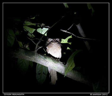 Huchchara Santhe: Thattekad Bird Sanctuary, Kerala I