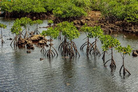 Featured Wetland Philippine Clearing House Mechanism