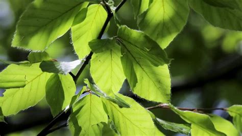 "Beech Leaves" Images – Browse 769 Stock Photos, Vectors, and Video | Adobe Stock