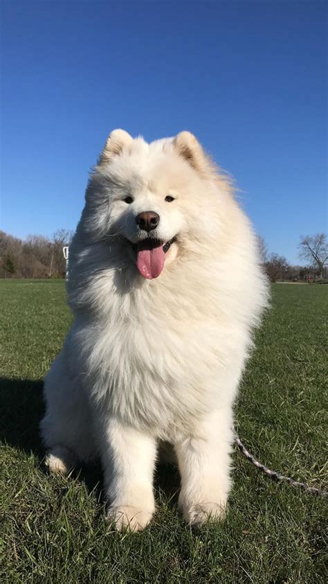 Huge Fluffy White Dog Breeds