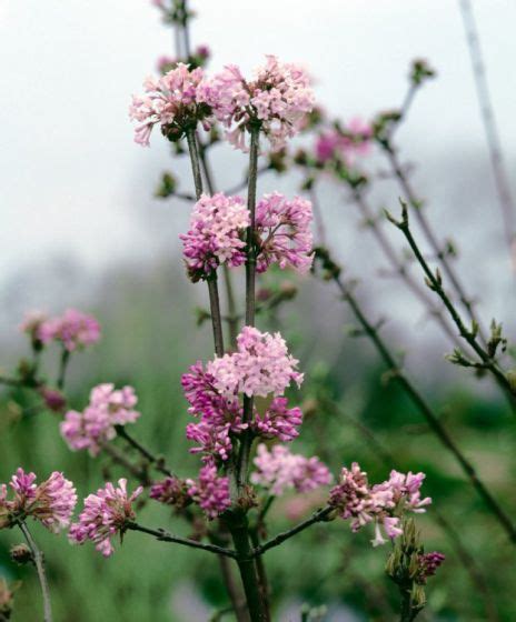 Viburnum Bodnantense Dawn C Cm