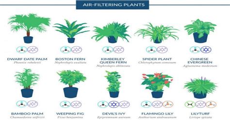 Graphic Shows The House Plants That Naturally Clean The Air In Your