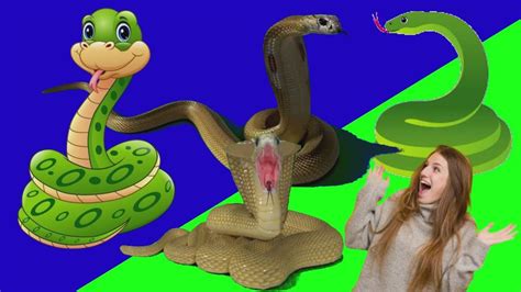 Video Effects, Greenscreen, Snake, Cartoons, The Creator, Development ...