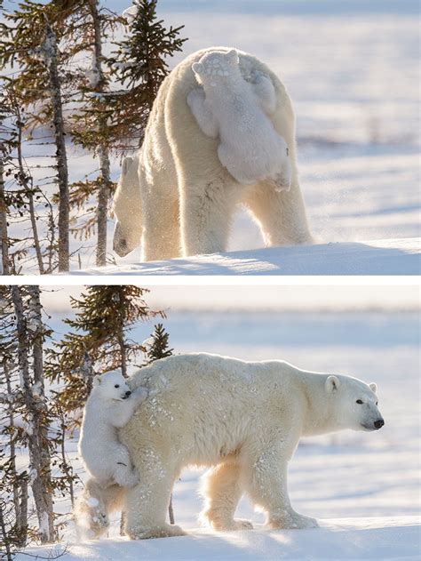 13+ Cute Baby Polar Bears Celebrate International Polar Bear Day – Buzz Tribune