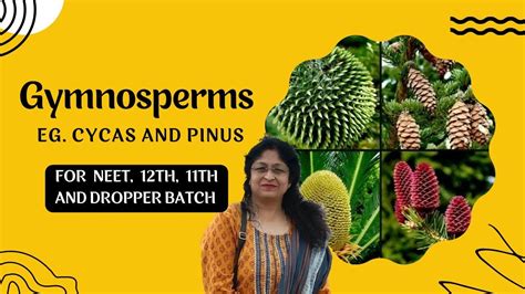 TOPIC GYMNOSPERMS NAKED SEEDS Eg PINUS AND CYCAS For NEET 12 11