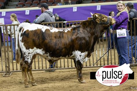 Cattlemens Congress Junior Longhorn Bulls The Pulse