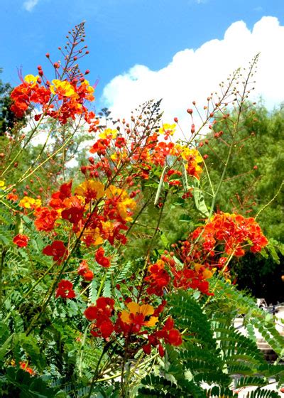 Pride Of Barbados Neil Sperrys Gardens