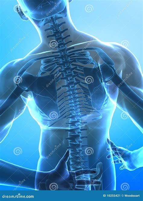 Human X-ray Spine Stock Image - Image: 10255421