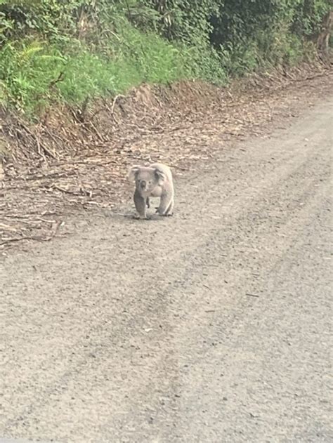 17 11 23 Koala Seen On Pines Road Mirboo North Strzelecki Koala Map