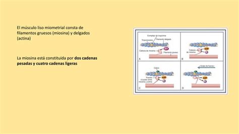 Fisiologia De Las Contracciones Uterinas Pptx