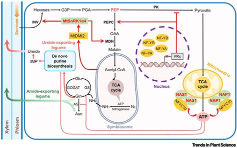 Energy Sensors Emerging Regulators Of Symbiotic Nitrogen Fixation