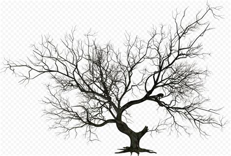 Download Real Scary Halloween Tree Branch Png Citypng