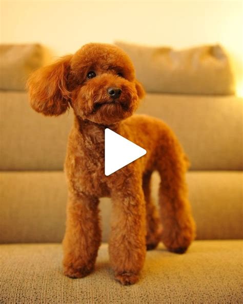 ♥ Cute Animals♥ | Poodle puppy training, Toy poodle haircut teddy bears ...