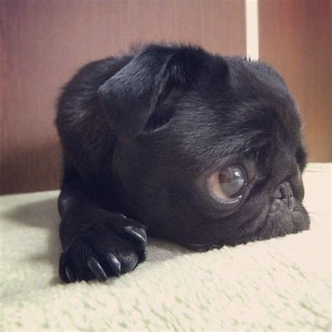 Best 25+ Baby black pug ideas on Pinterest | Black pug puppies, Black pug and Pugs