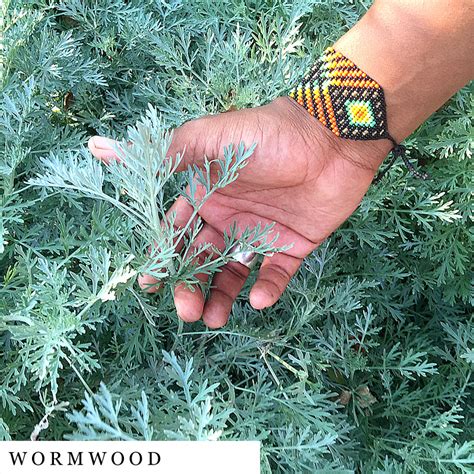 organic-herbal-smoke-tea-wormwood | DroppingSeeds™ Herbal Smoke Blends