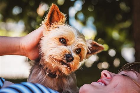 Keep Your Dog Neat with Yorkie Pom Haircuts | Pet BLoG