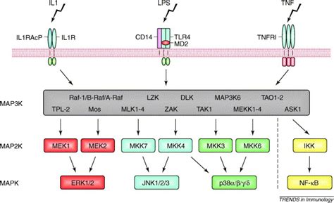 MAP Kinase Kinase Kinases And Innate Immunity Trends In Immunology