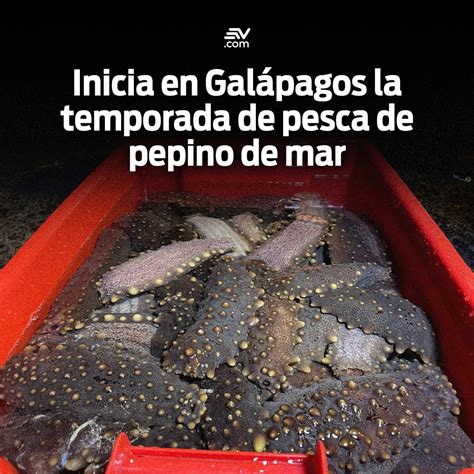 Ecuavisa Noticias On Twitter La Temporada De Pesca De Pepino De Mar