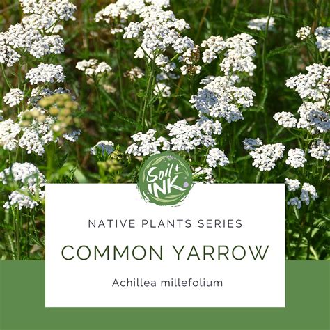 Native Plants Series Common Yarrow