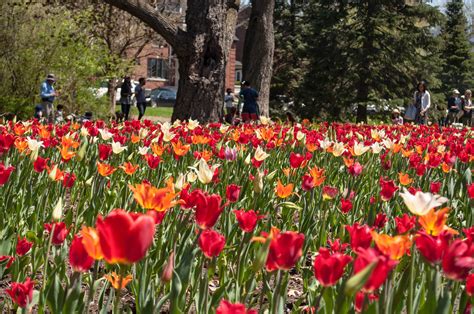 Your Guide To The Ottawa Tulip Festival — Brb Travel Blog