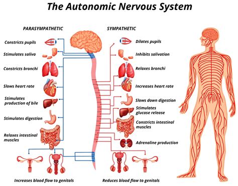 Chapter 2 The Nervous System