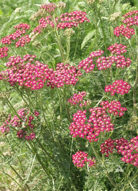 Red Yarrow Achillea Millefolium Rubra Applewood Seed Company