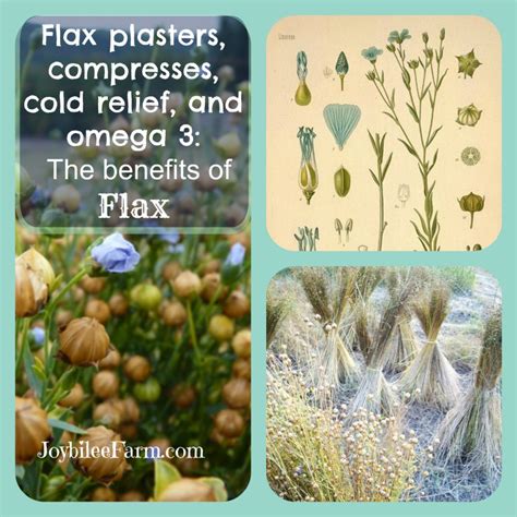 Flax plasters, compresses, cold relief, and omega 3: The benefits of Flax (and a blog ...