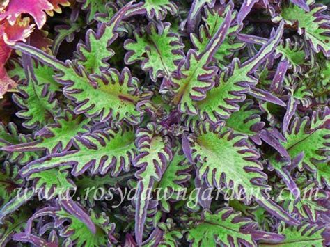 Pin By Martina Beck On Coleus Container Gardening Flowers Shade