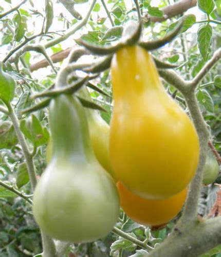 Tomate Cherry Pera Amarilla S