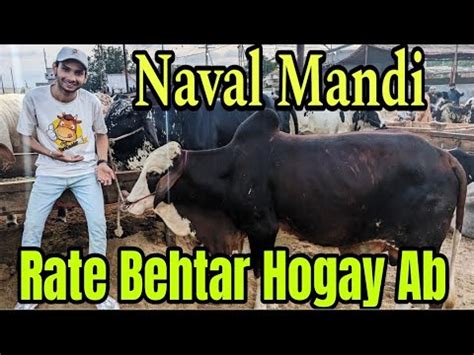 Moach Goth Naval Colony Yousuf Goth Mandi Latest Cattle Rates