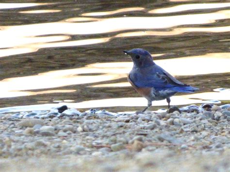 Geotripper S California Birds Western Bluebirds On The Tuolumne River