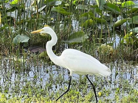 Everglades National Park: Beautiful & Scary - Miles with McConkey