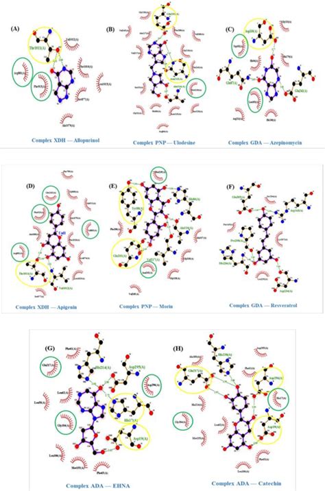 2 D Visualization Of The Interaction Of The Target Receptor Complex