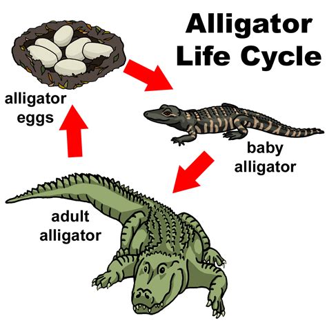 Lizard Life Cycle