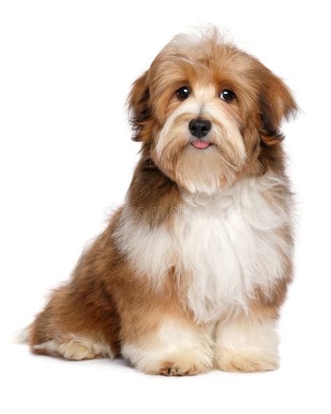 Cute Red Parti Colored Havanese Puppy Dog Stock Photo Image Of Mini