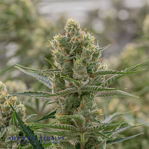 24 K Kosher Kush Feminized Premium Cannabis Seeds Official Strains