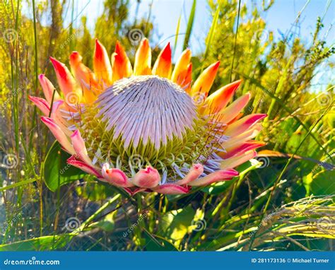 King Protea Fynbos Flowers On Coastal Mountainside In Cape Town Stock