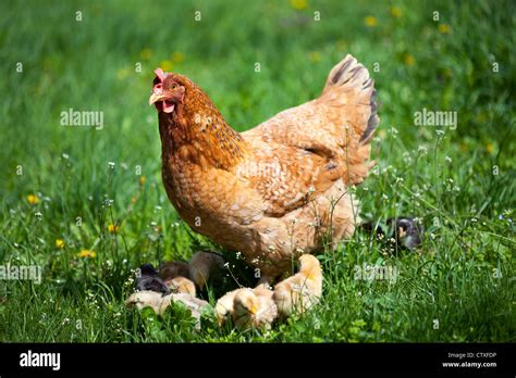 Libre D Une M Re Poule Avec Ses Poussins Dans L Herbe Banque D Images