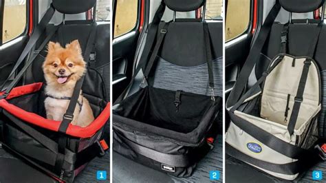 Saiba Como Transportar Cachorro No Carro Da Forma Mais Segura